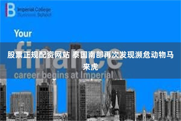 股票正规配资网站 泰国南部再次发现濒危动物马来虎